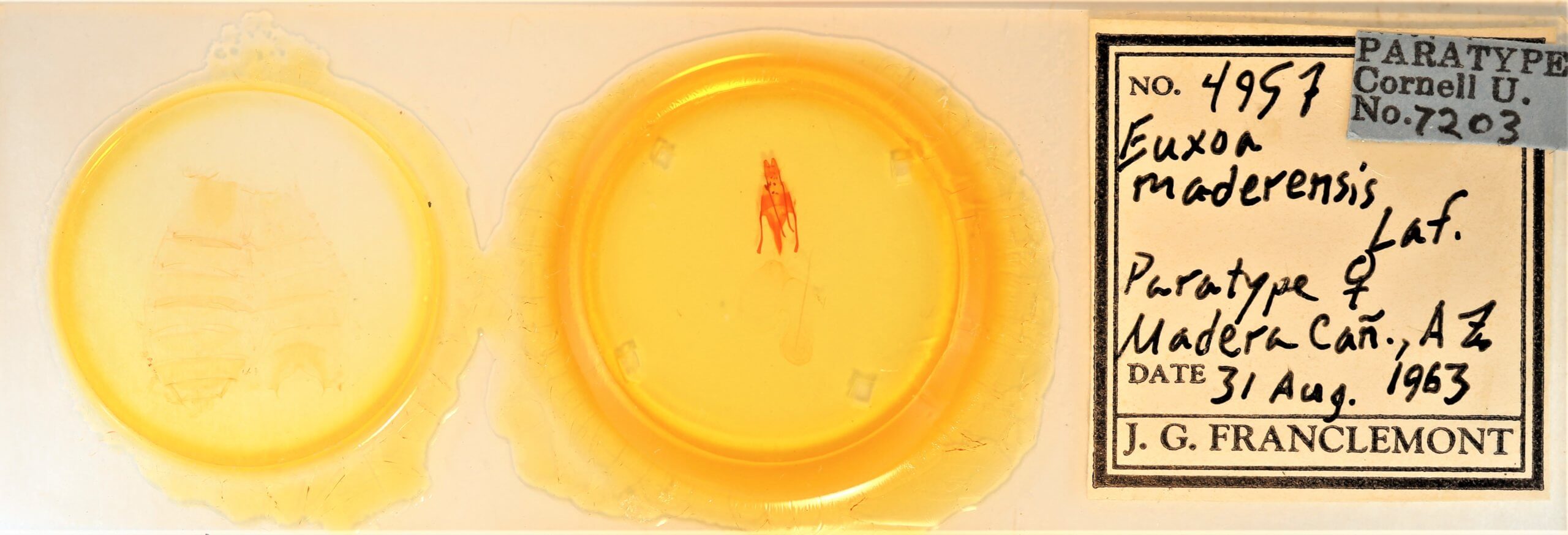 slide view of adult Euxoa maderensis