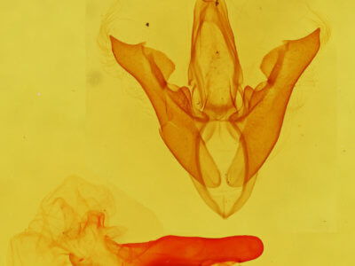 genitalia view of adult Pharga pallens