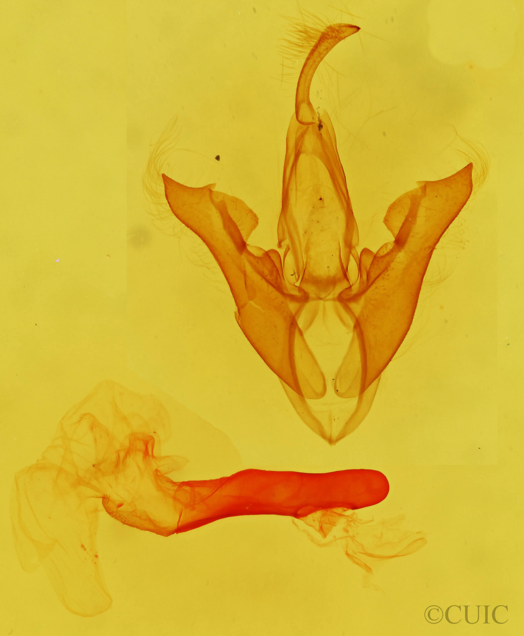 genitalia view of adult Pharga pallens