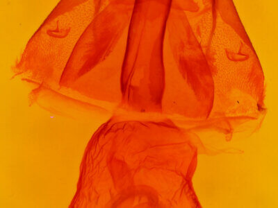 genitalia view of adult Pharga pallens