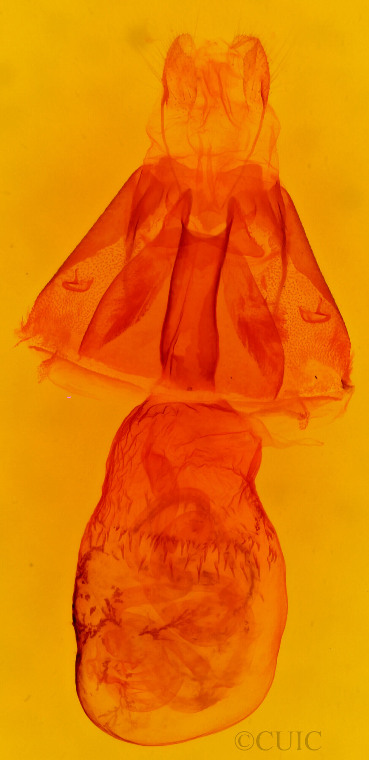 genitalia view of adult Pharga pallens