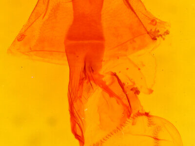 genitalia view of adult Phyprosopus callitrichoides