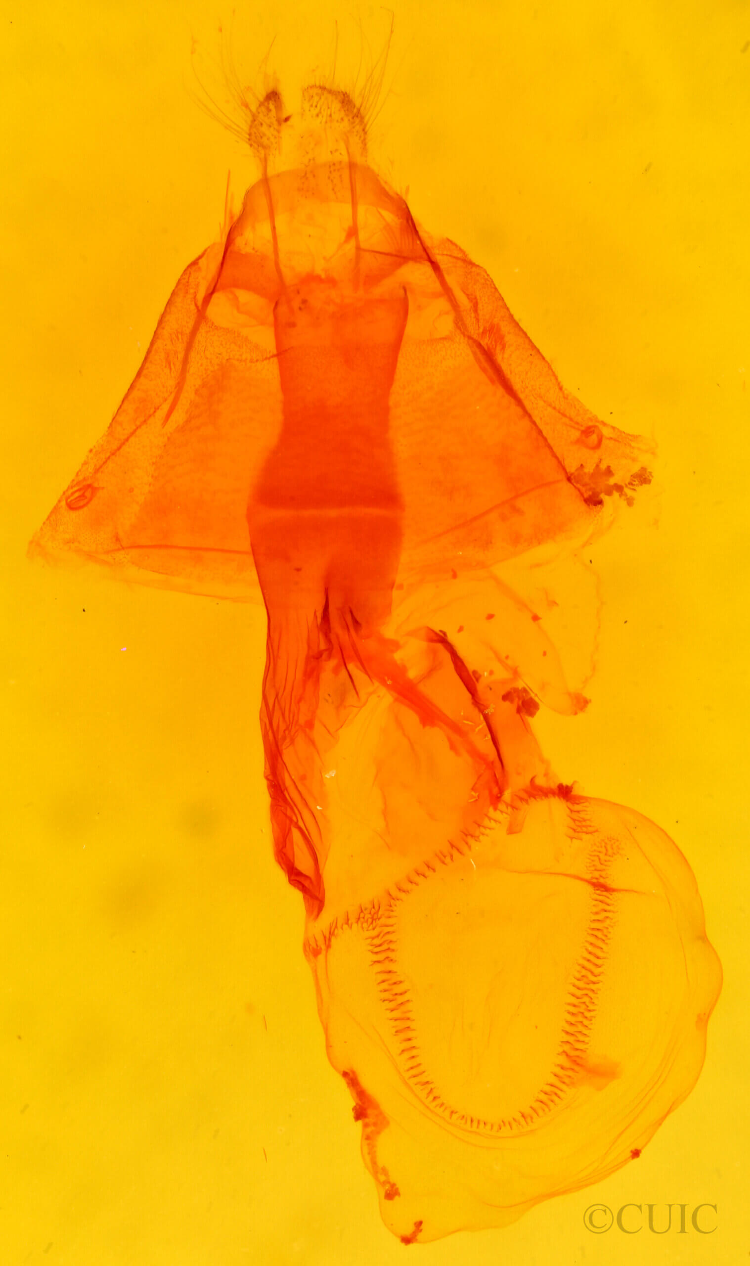 genitalia view of adult Phyprosopus callitrichoides