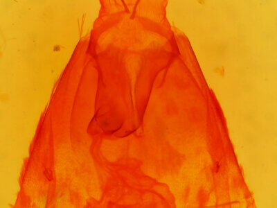 genitalia view of adult Amolita fessa