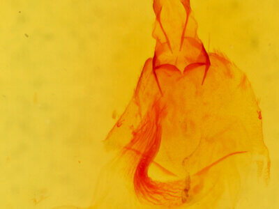 genitalia view of adult Amolita obliqua