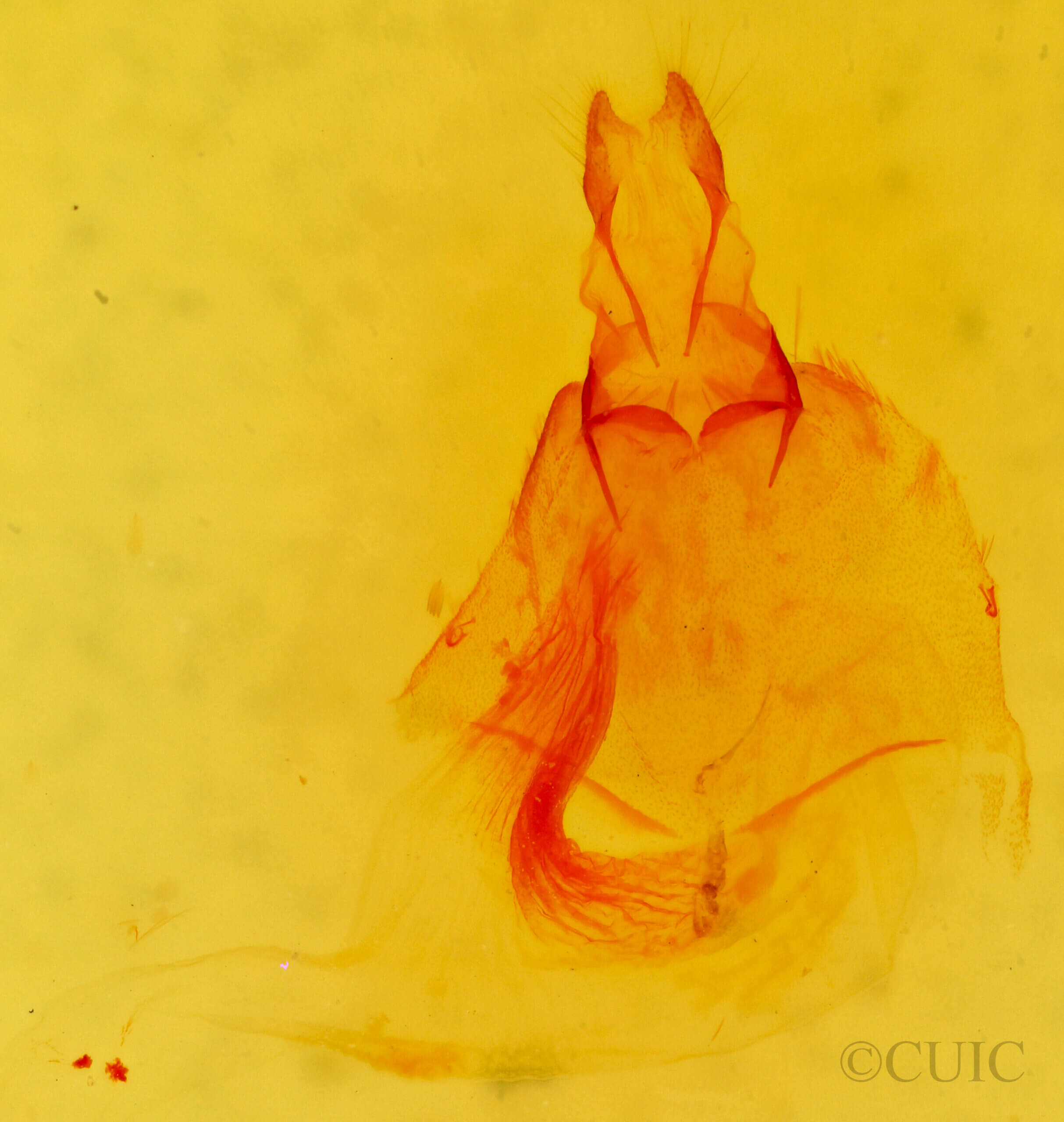 genitalia view of adult Amolita obliqua