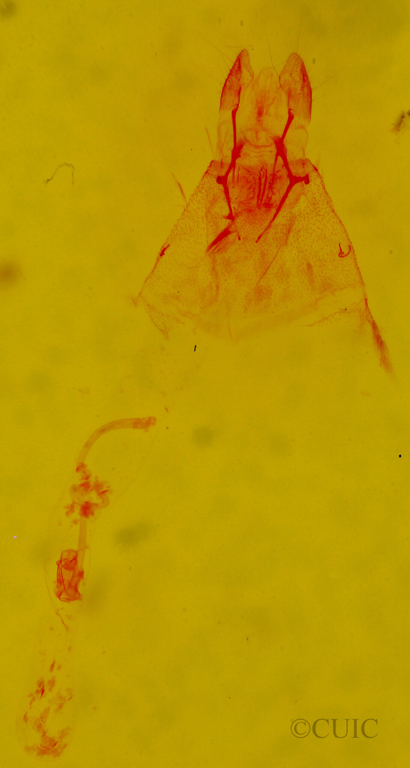 genitalia view of adult Amolita roseola