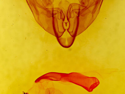 genitalia view of adult Trichordestra tacoma