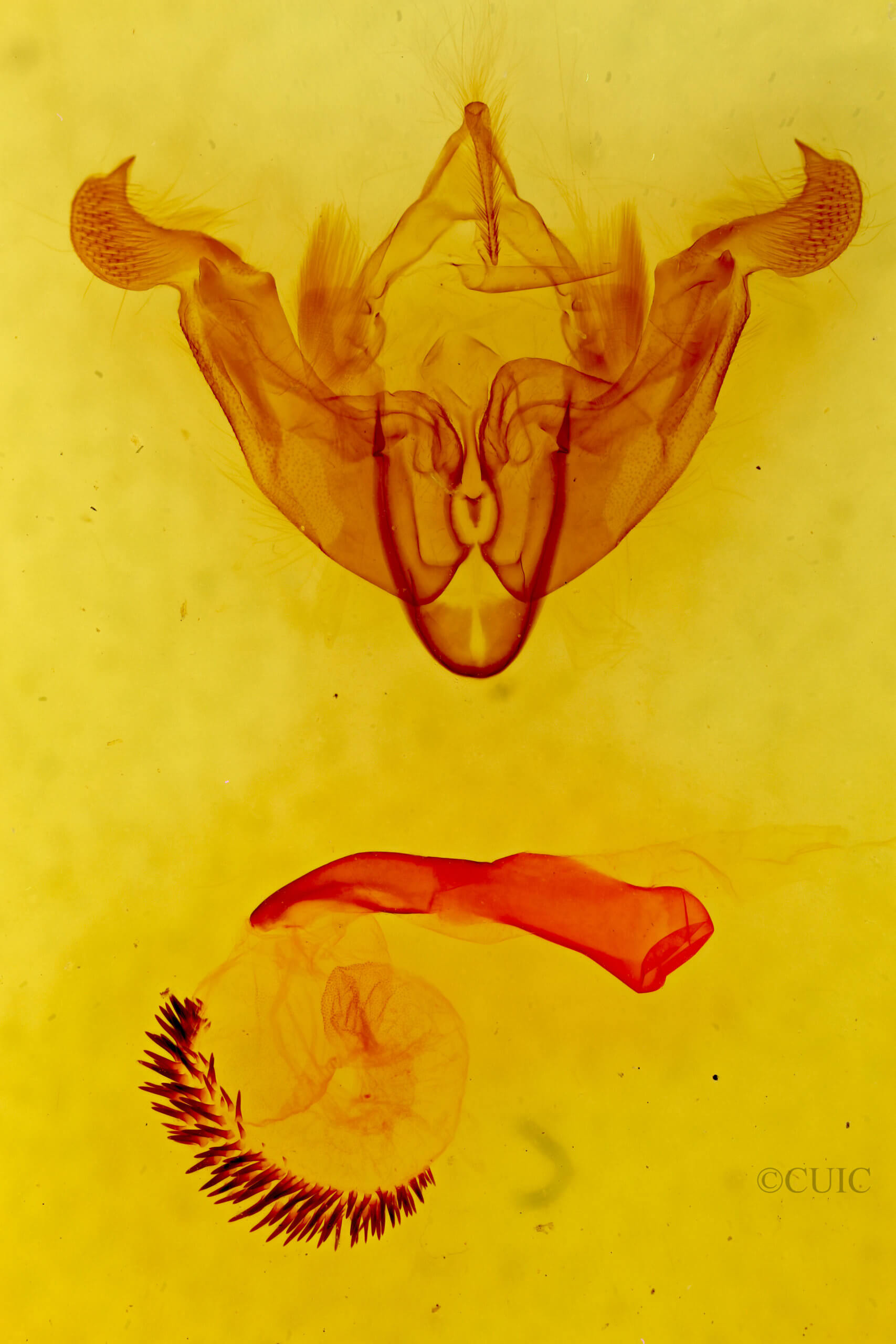 genitalia view of adult Trichordestra tacoma
