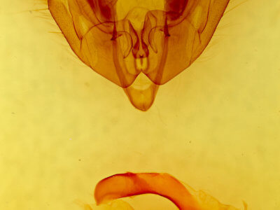 genitalia view of adult Trichordestra liquida