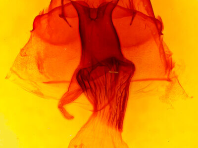 genitalia view of adult Melanchra adjuncta