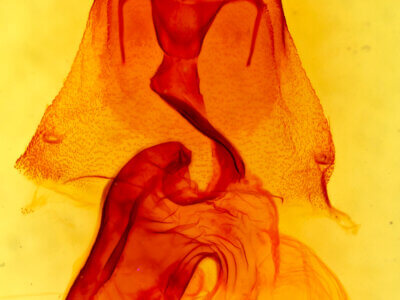 genitalia view of adult Trichordestra legitima