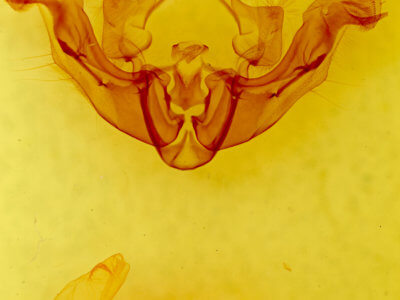 genitalia view of adult Apamea inficita conradi
