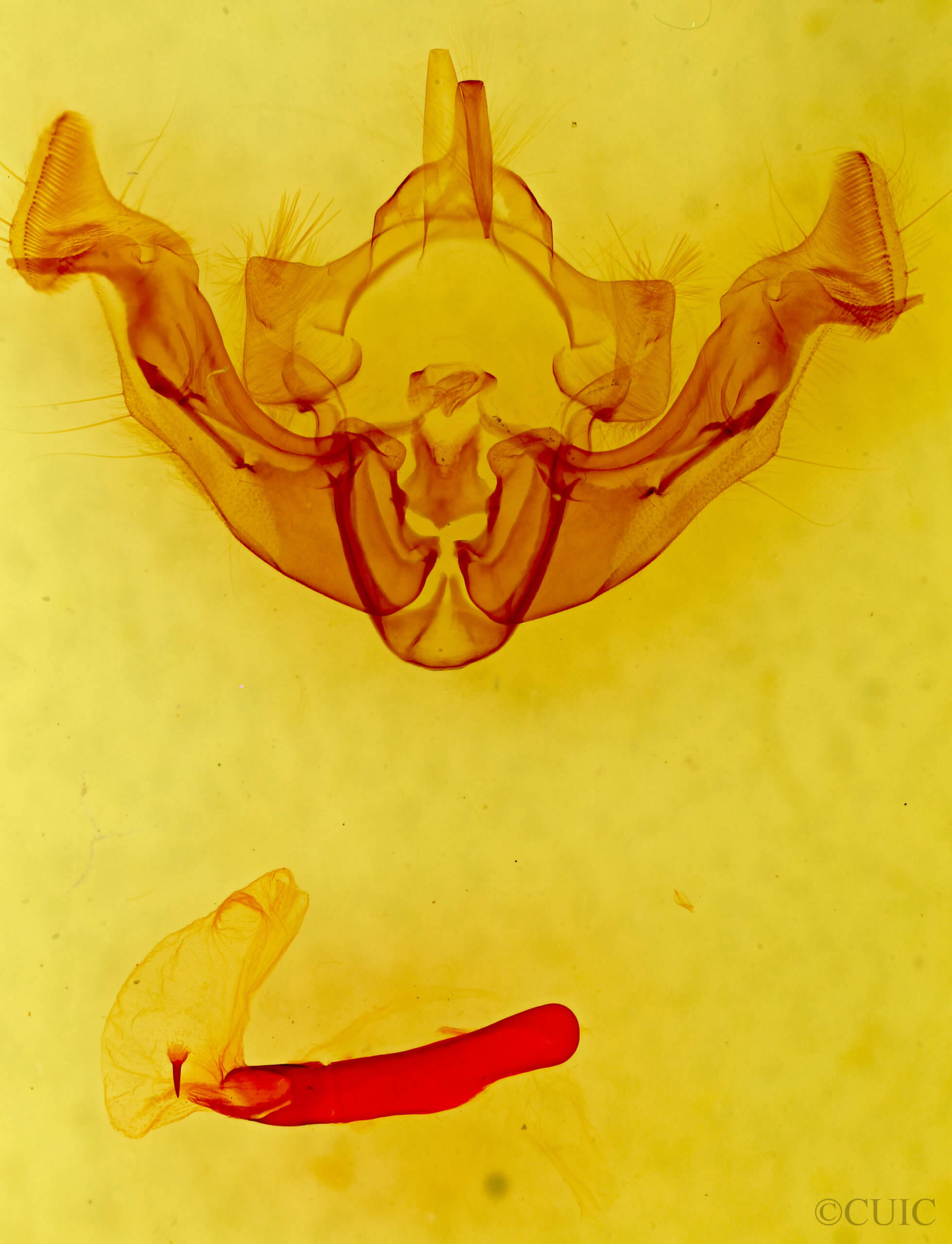 genitalia view of adult Apamea inficita conradi