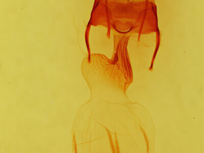 genitalia view of adult Apamea inficita conradi