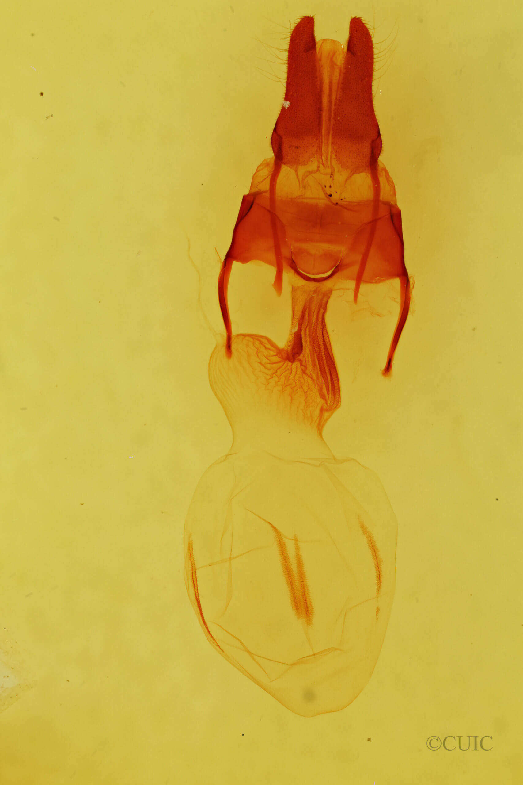 genitalia view of adult Apamea inficita conradi