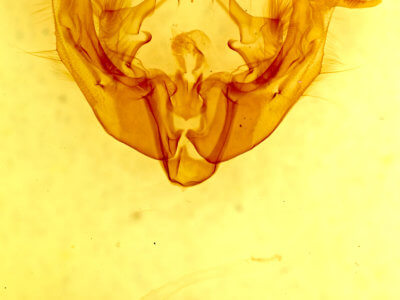 genitalia view of adult Apamea inficita conradi