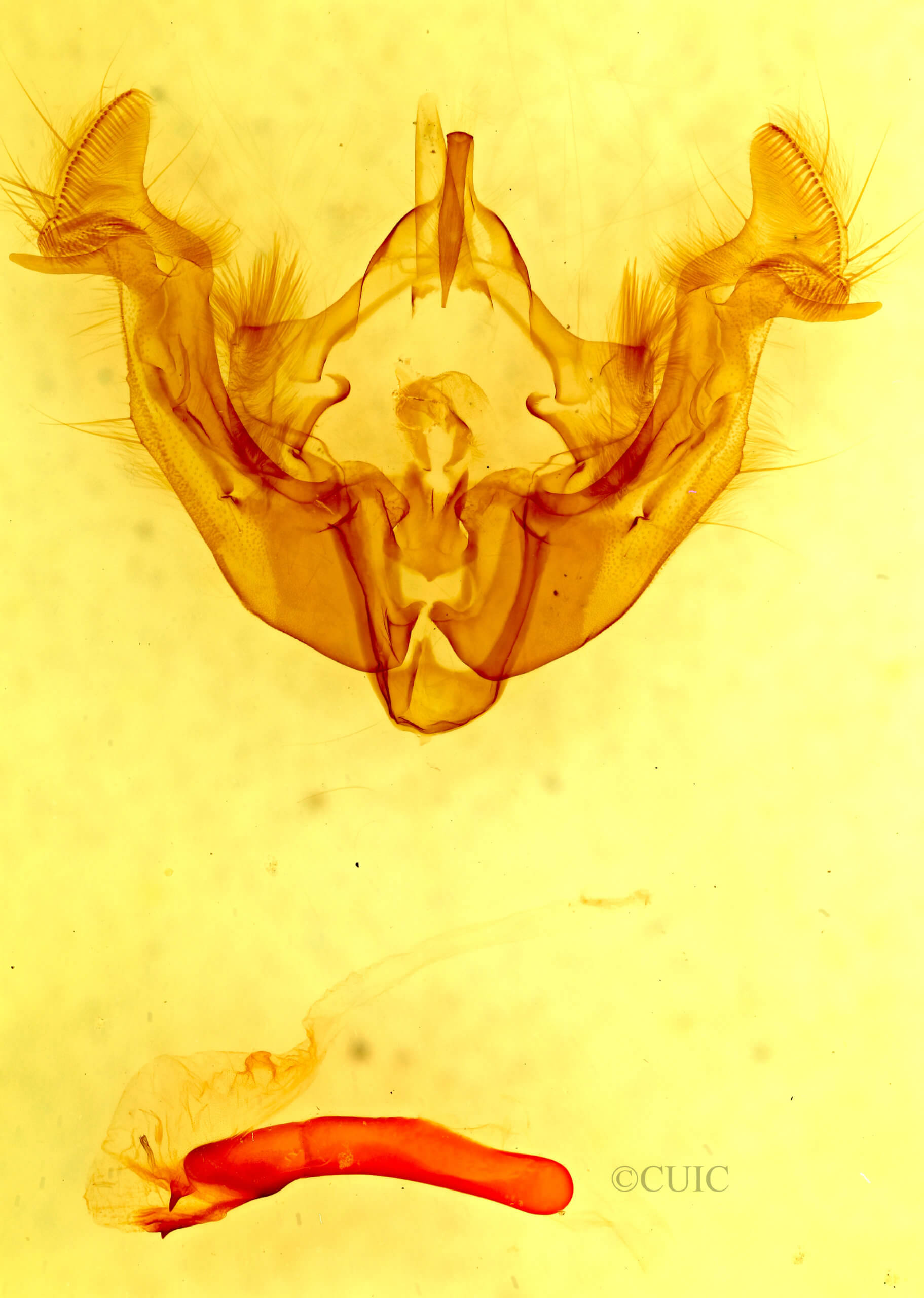genitalia view of adult Apamea inficita conradi