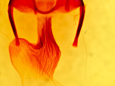 genitalia view of adult Apamea inficita conradi