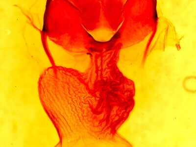 genitalia view of adult Apamea auranticolor