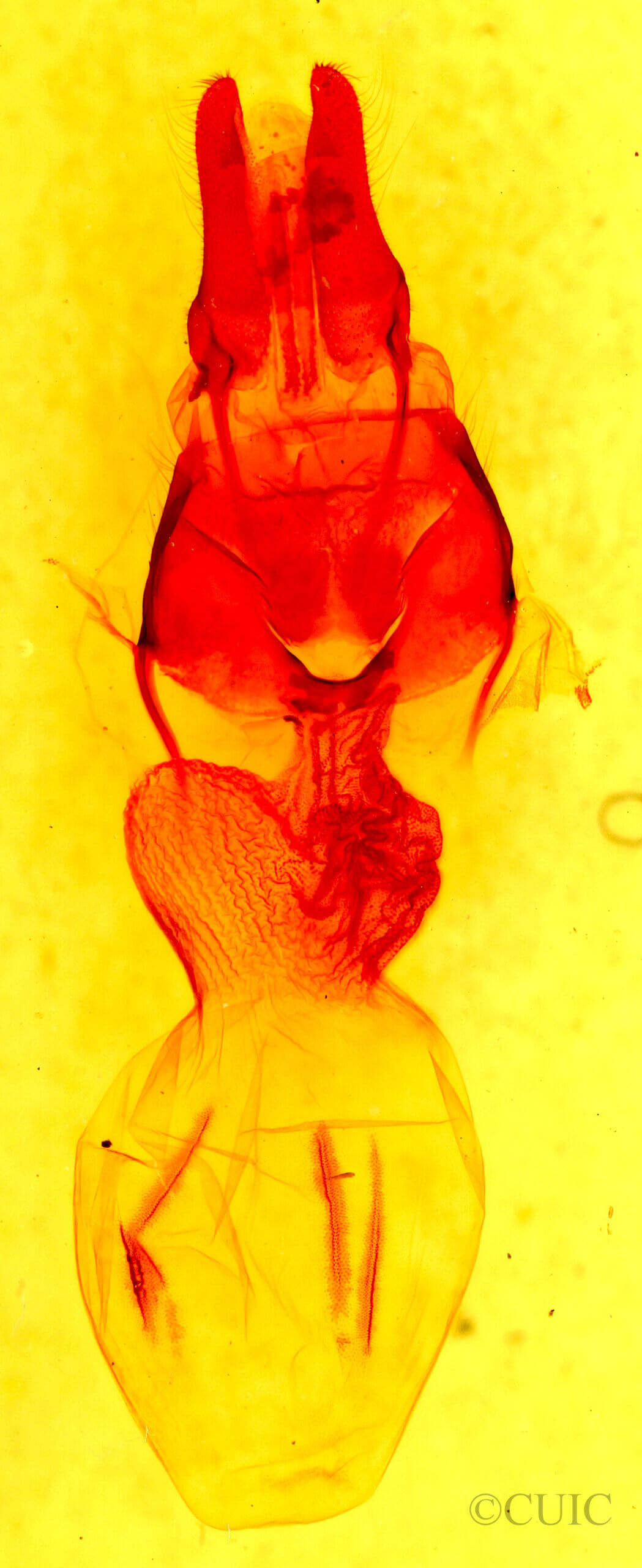 genitalia view of adult Apamea auranticolor