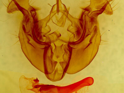 genitalia view of adult Apamea geminimacula