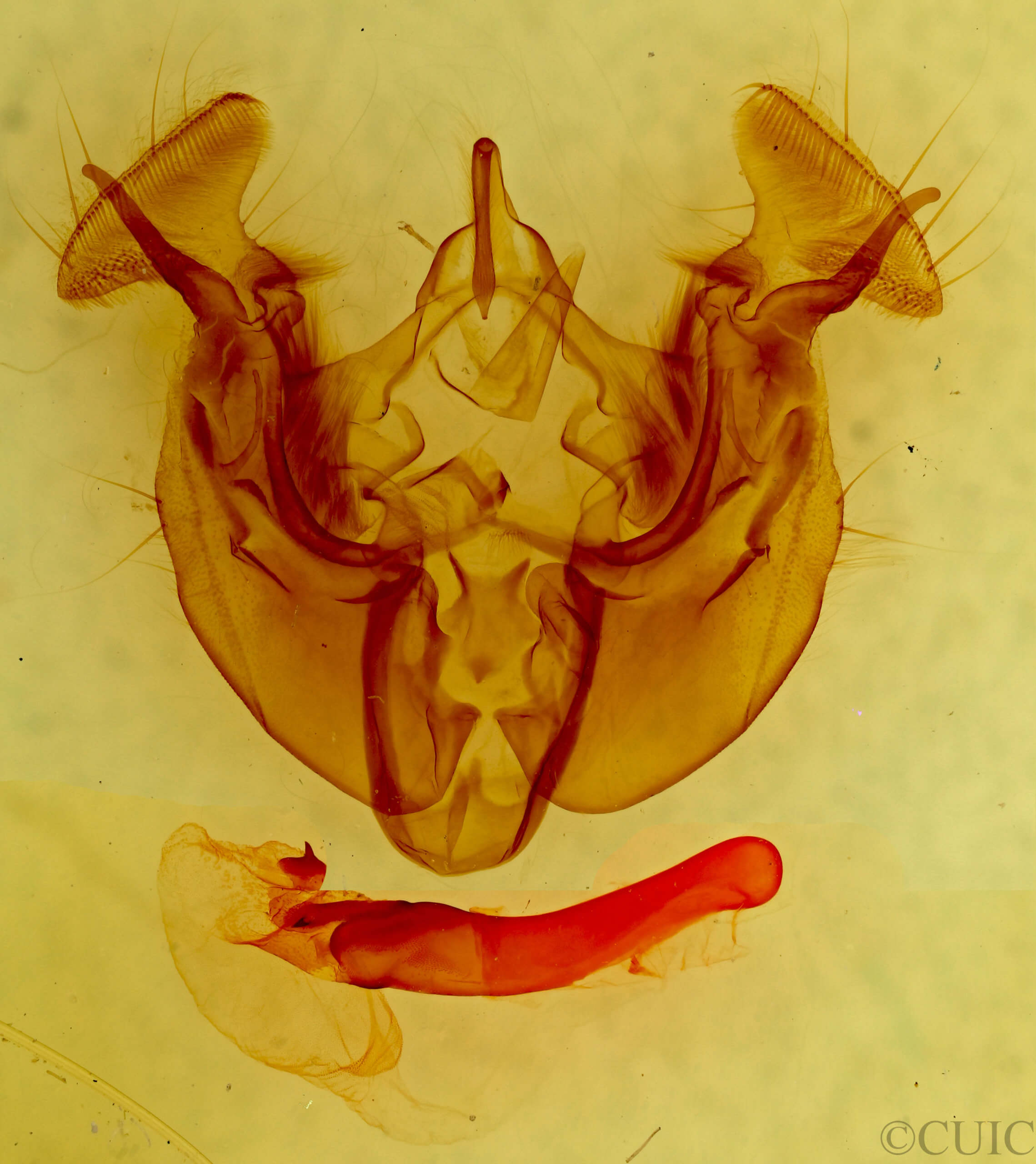 genitalia view of adult Apamea geminimacula