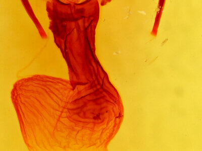 genitalia view of adult Apamea geminimacula