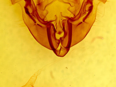 genitalia view of adult Apamea burgessi ona