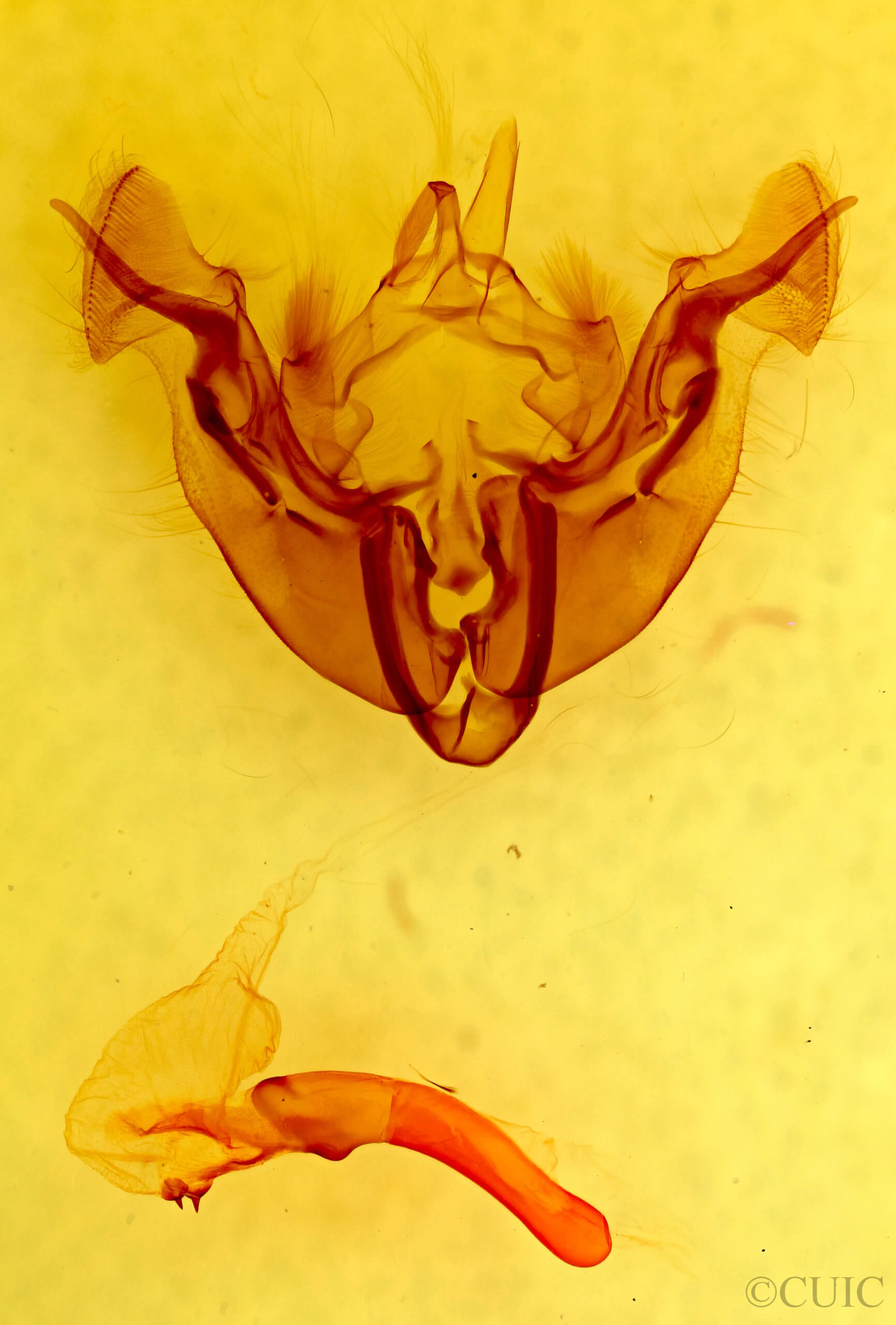 genitalia view of adult Apamea burgessi ona