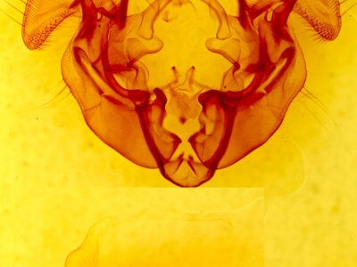 genitalia view of adult Apamea atrosuffusa