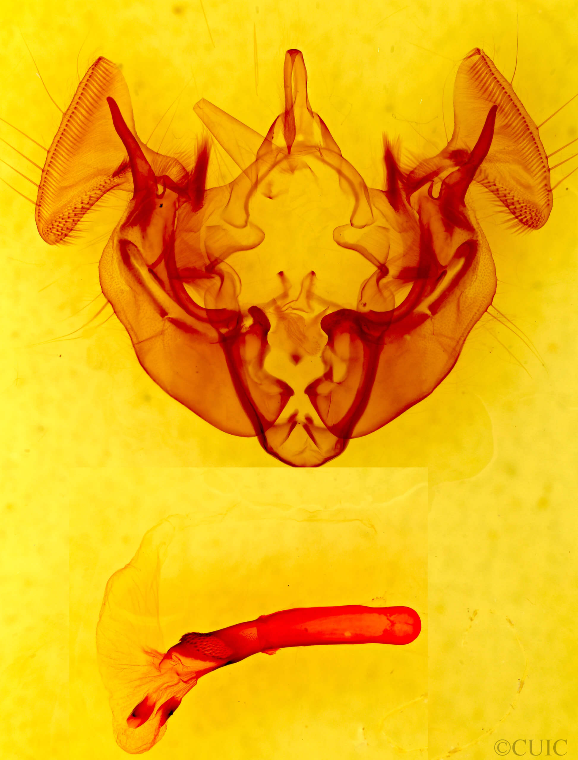 genitalia view of adult Apamea atrosuffusa