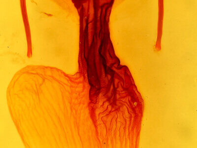 genitalia view of adult Apamea atrosuffusa