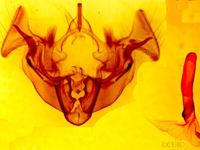 genitalia view of adult Apamea atrosuffusa