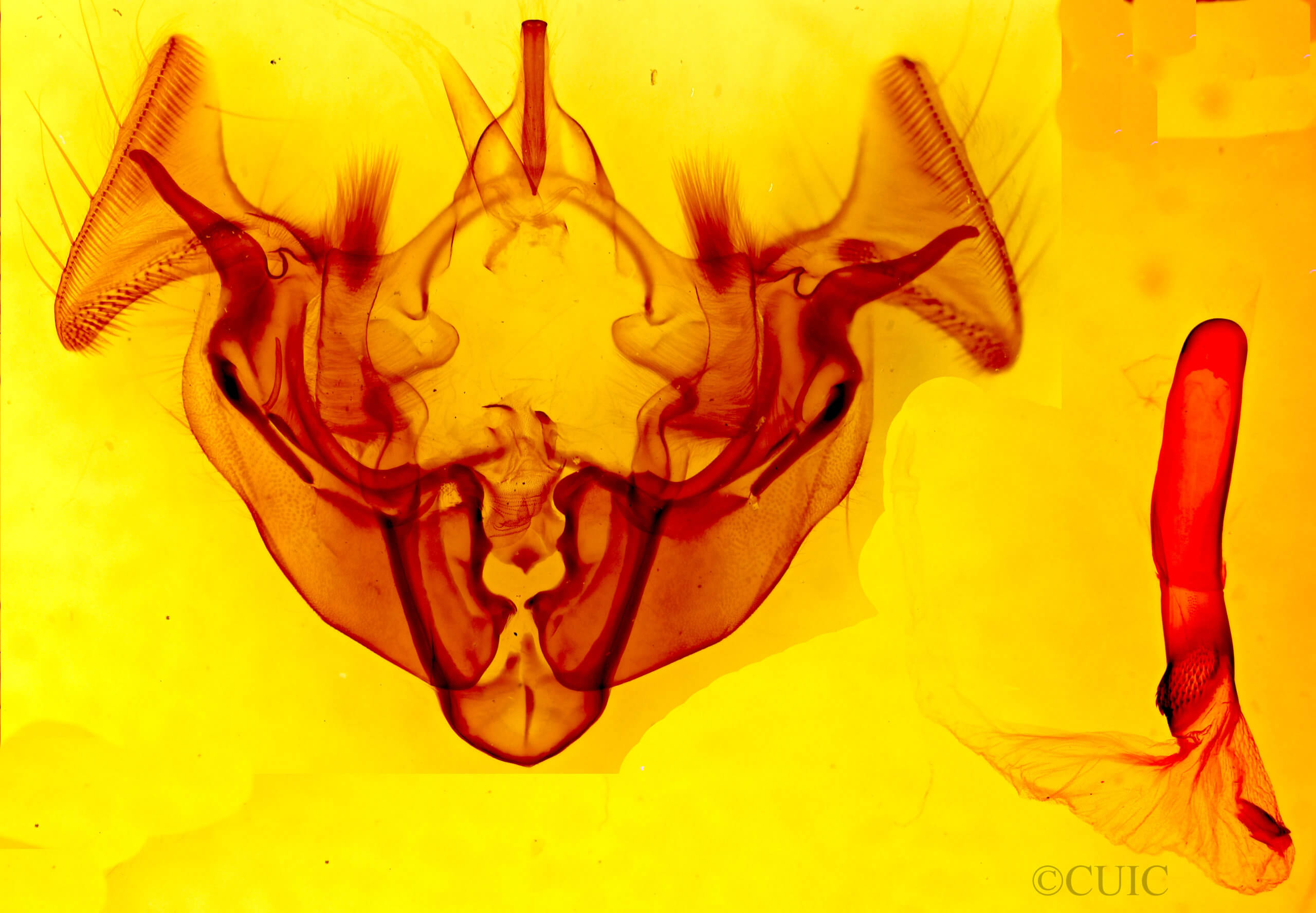 genitalia view of adult Apamea atrosuffusa