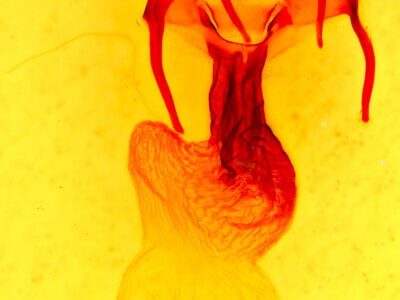 genitalia view of adult Apamea atrosuffusa