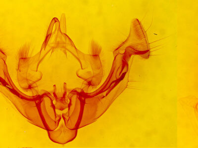 genitalia view of adult Apamea inficita conradi