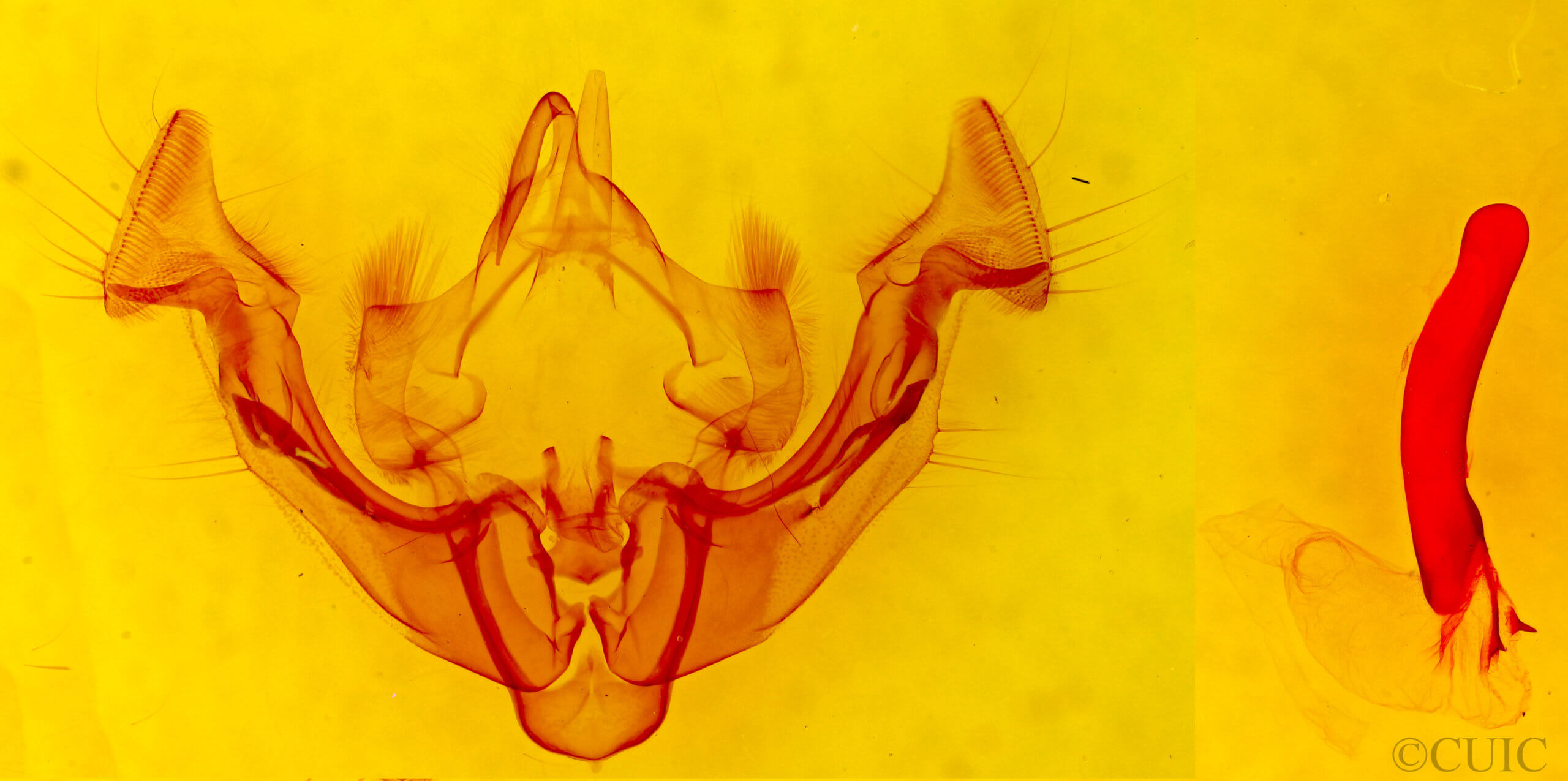 genitalia view of adult Apamea inficita conradi