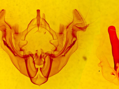genitalia view of adult Apamea inficita conradi
