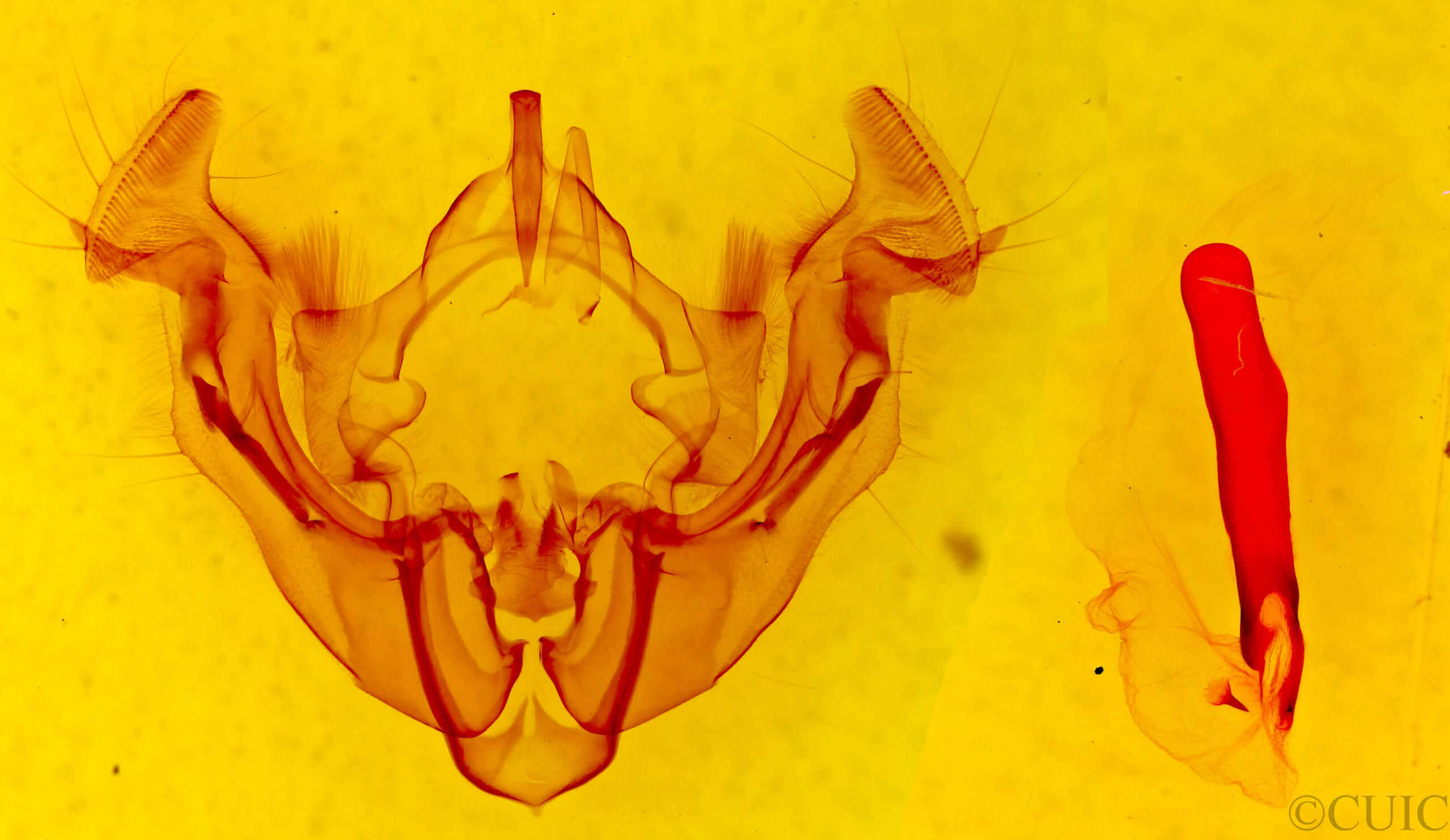 genitalia view of adult Apamea inficita conradi
