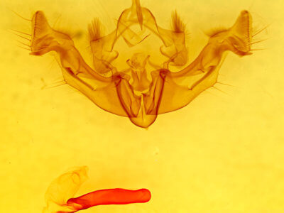 genitalia view of adult Apamea inficita conradi
