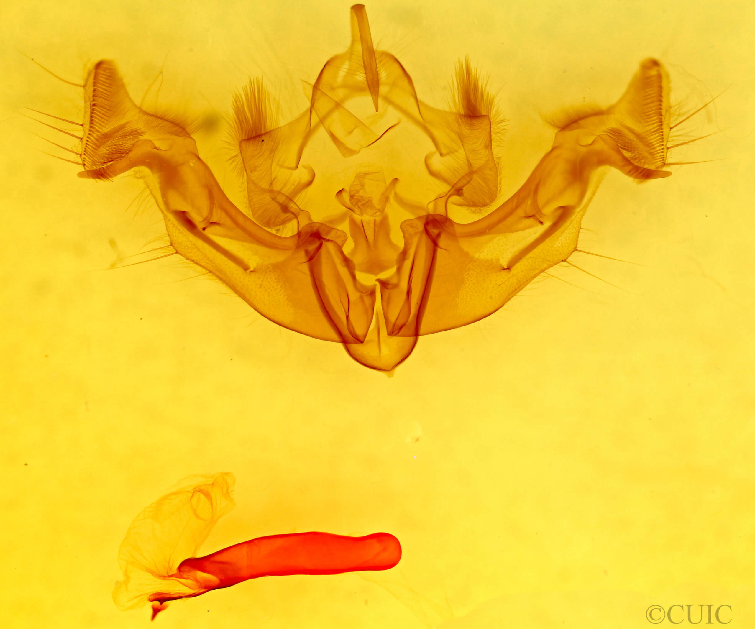 genitalia view of adult Apamea inficita conradi