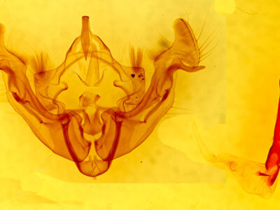 genitalia view of adult Apamea inficita conradi