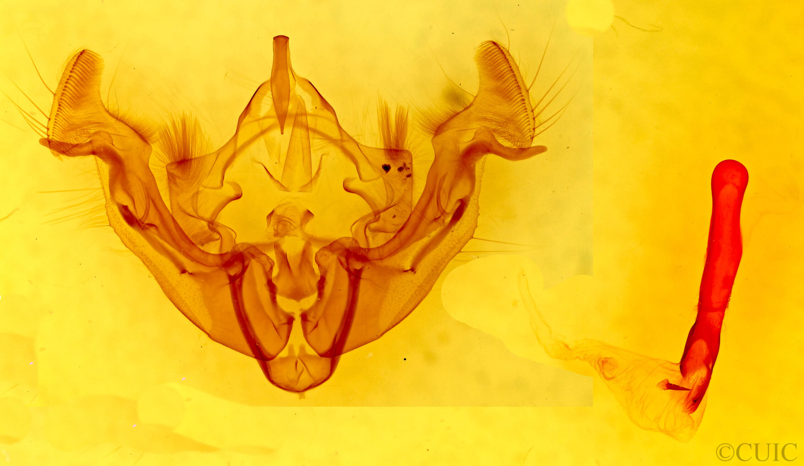 genitalia view of adult Apamea inficita conradi