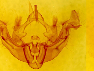 genitalia view of adult Apamea inficita conradi