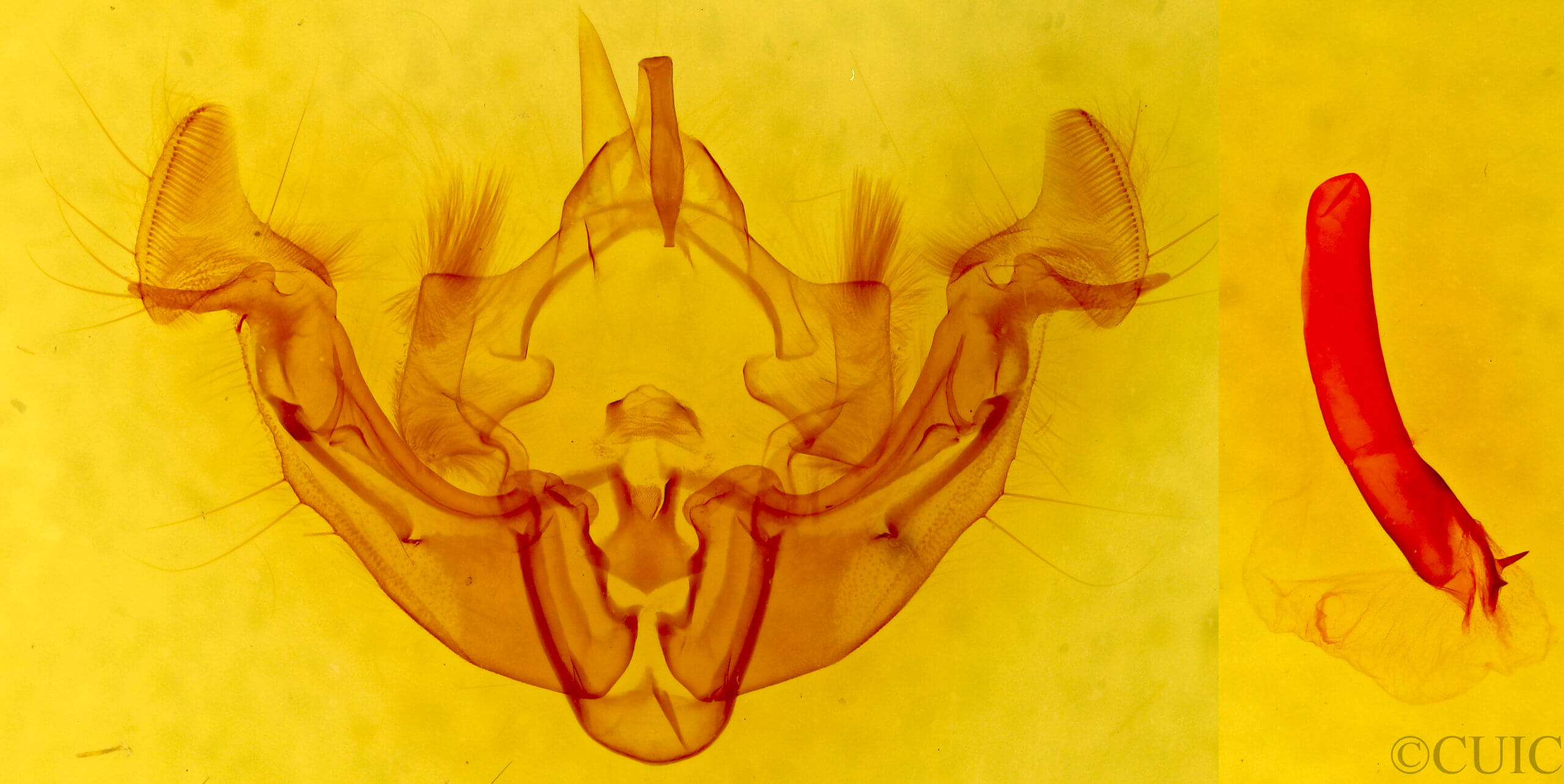 genitalia view of adult Apamea inficita conradi