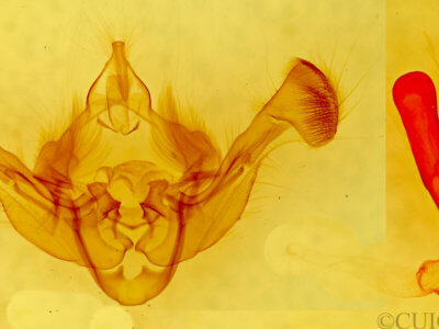 genitalia view of adult Resapamea passer