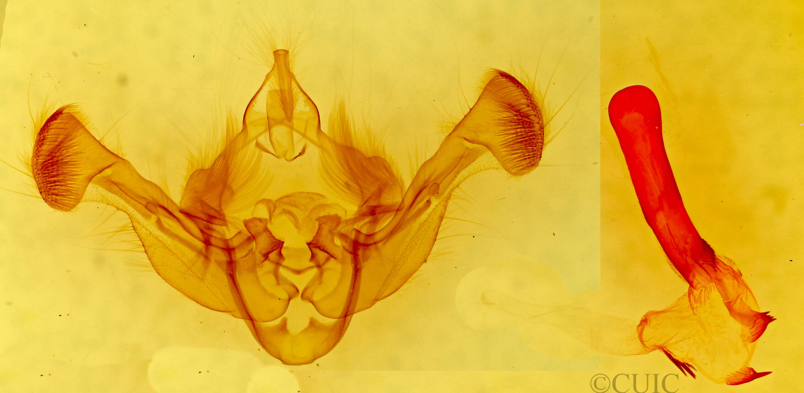 genitalia view of adult Resapamea passer