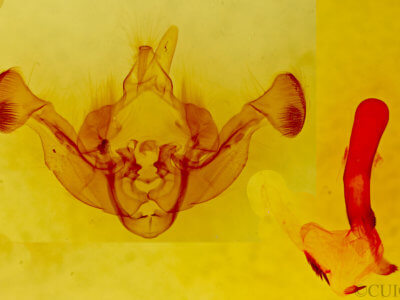 genitalia view of adult Resapamea passer