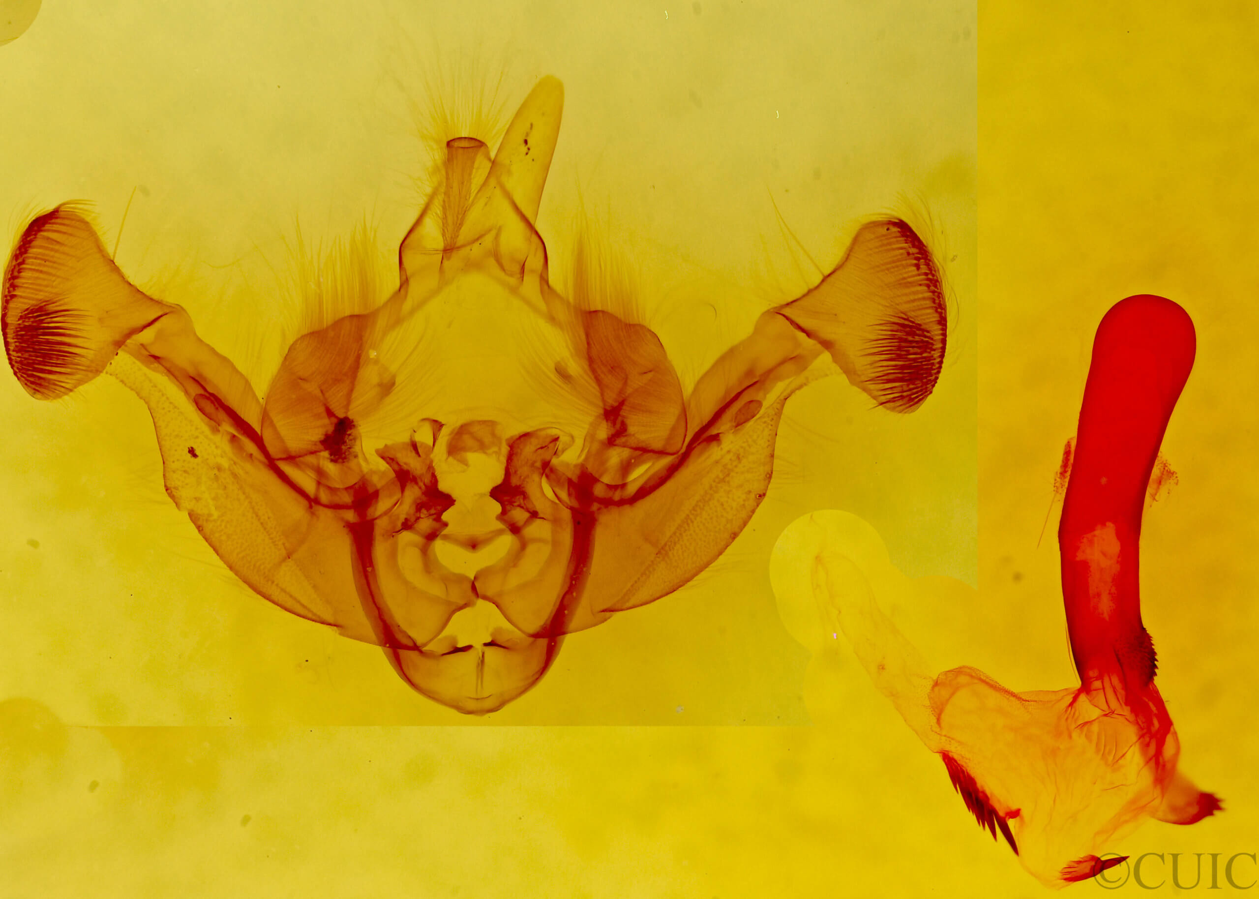 genitalia view of adult Resapamea passer